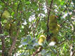jackfruit tree backyard