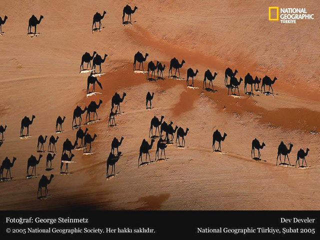 Camel Chimera