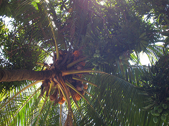 Fruits in Season (2)