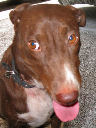 Pucci — Survivor Champion!
