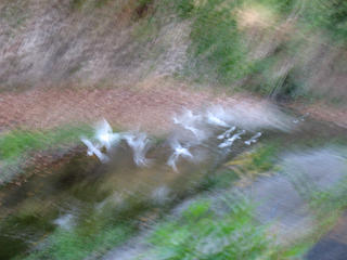 Impressions In Flight