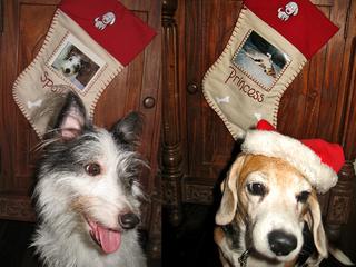 Pasko for the Puppies!