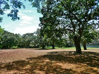 the brown brown grass of home