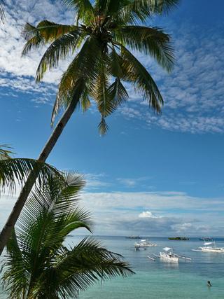 palm trees and ocean breeze