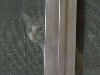cat at my window