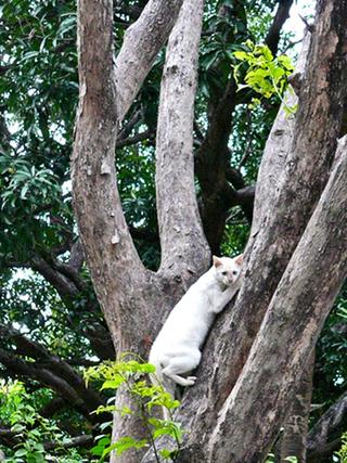 Tree-hugger