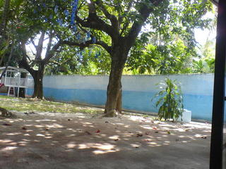 trees