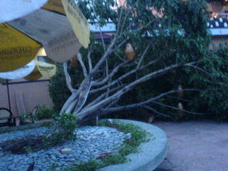 after typhoon millenyo