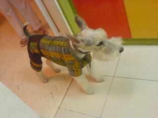 miu miu, kate's dog