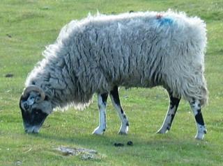 Sheep