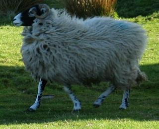 Sheep