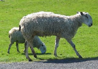 Sheep