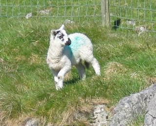 Sheep