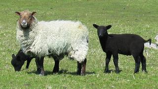 Sheep