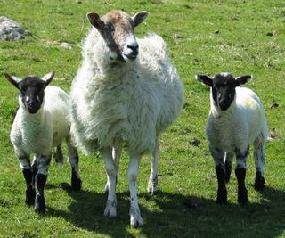 Sheep