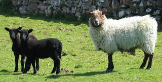 Sheep