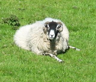 Sheep