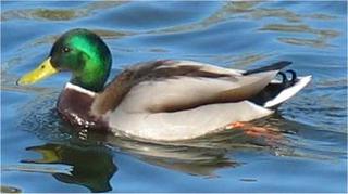 Duck