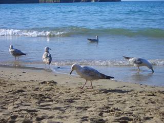 the beach in newquay