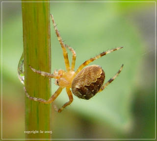 spider!
