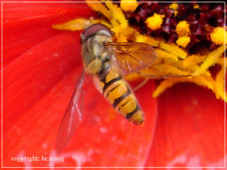 macro