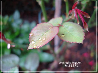 rain drops