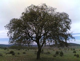 Arbol en La Mancha