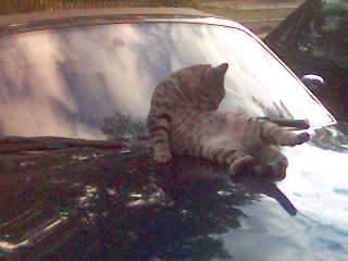 Katze auf Auto