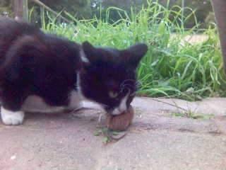 Katze mit Maus