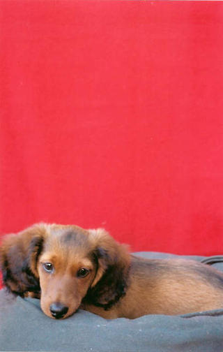 Won't put him in a Gucci dog bag, promise