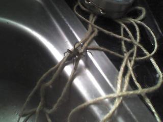 The humane way to help a spider out of the sink