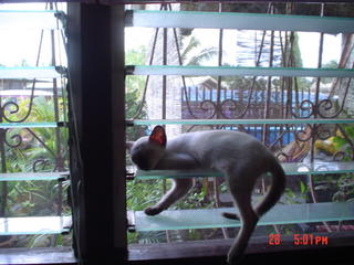 kitty in a window