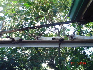 cats in the balcony.