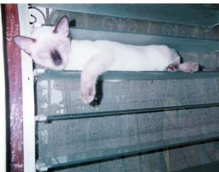 a cat in window