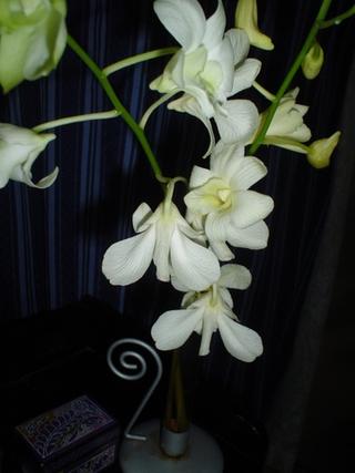 home, orchids and  a rainy day