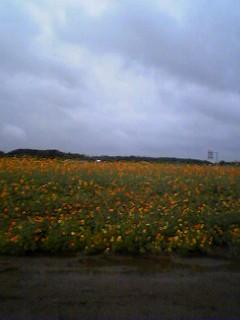 rainy days no more, cosmos galore...