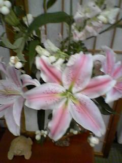 starlight, starbright, stargazer..