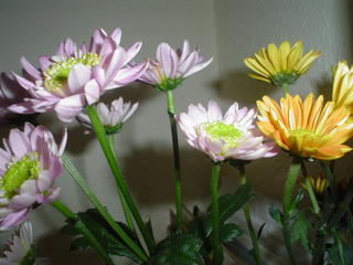Fresh Flowers