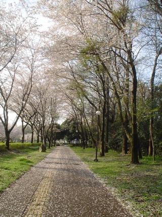 Manual for Conserving Paths