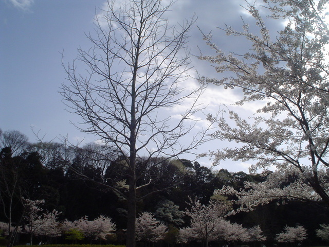 Spring Darkness