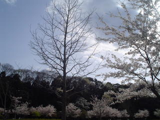 Spring Darkness