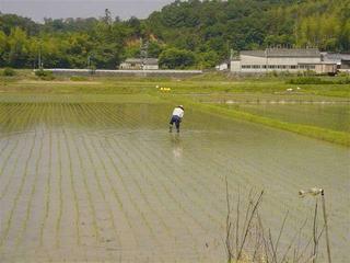 rice field in june