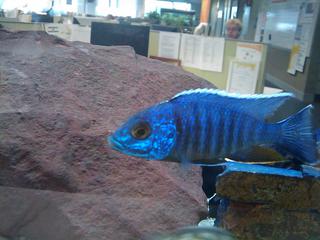 New fish.