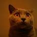 1133080_8702e_square