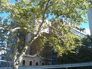 Autumn in Sydney.