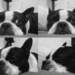 683584_313fe_square