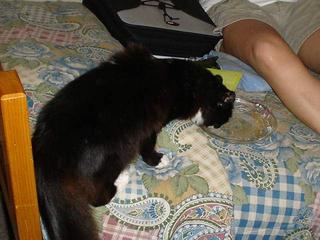 Comiendo torta