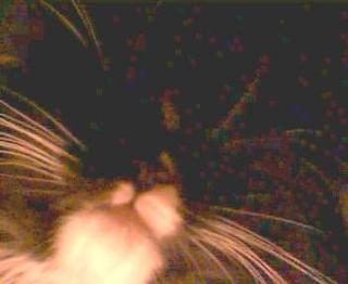 Durmiendo