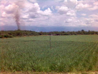 Ca&ntilde;a de azucar