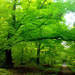 219245_f0cd6_square